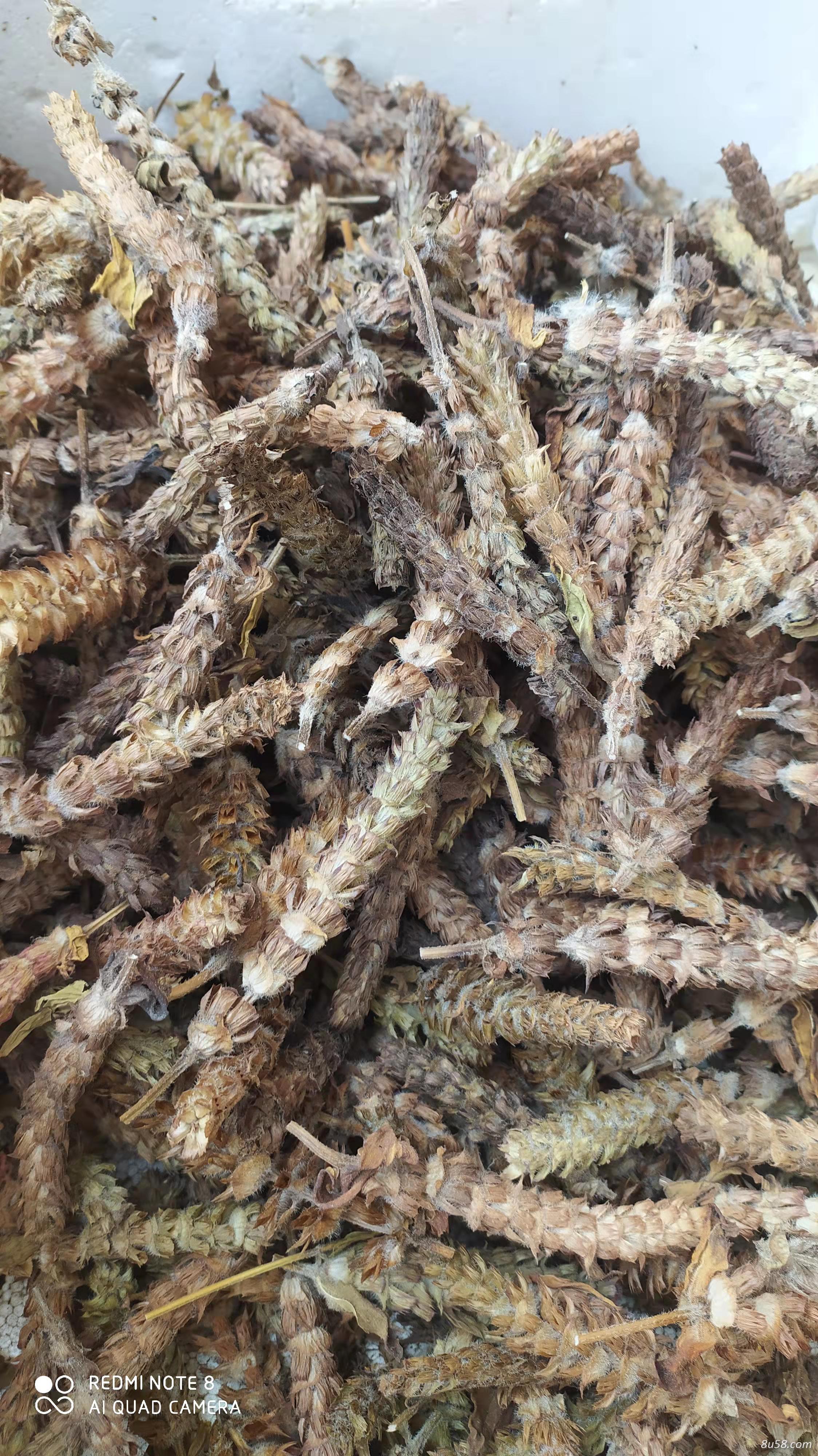 出售夏枯草