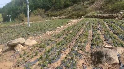 出售野生培育北苍术，纯朱砂点，一年、二年生均有售，欢迎咨询！