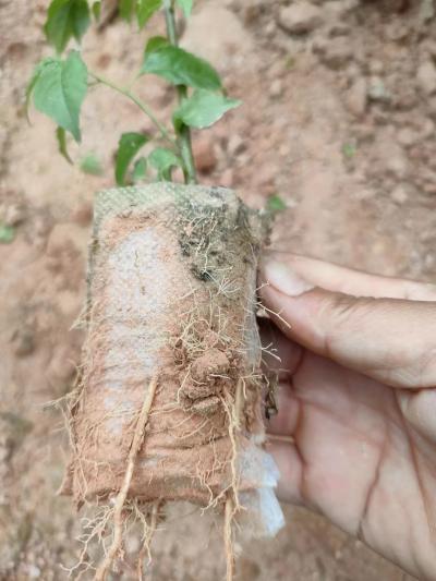 广西苗圃批发中草药岗梅营养杯苗