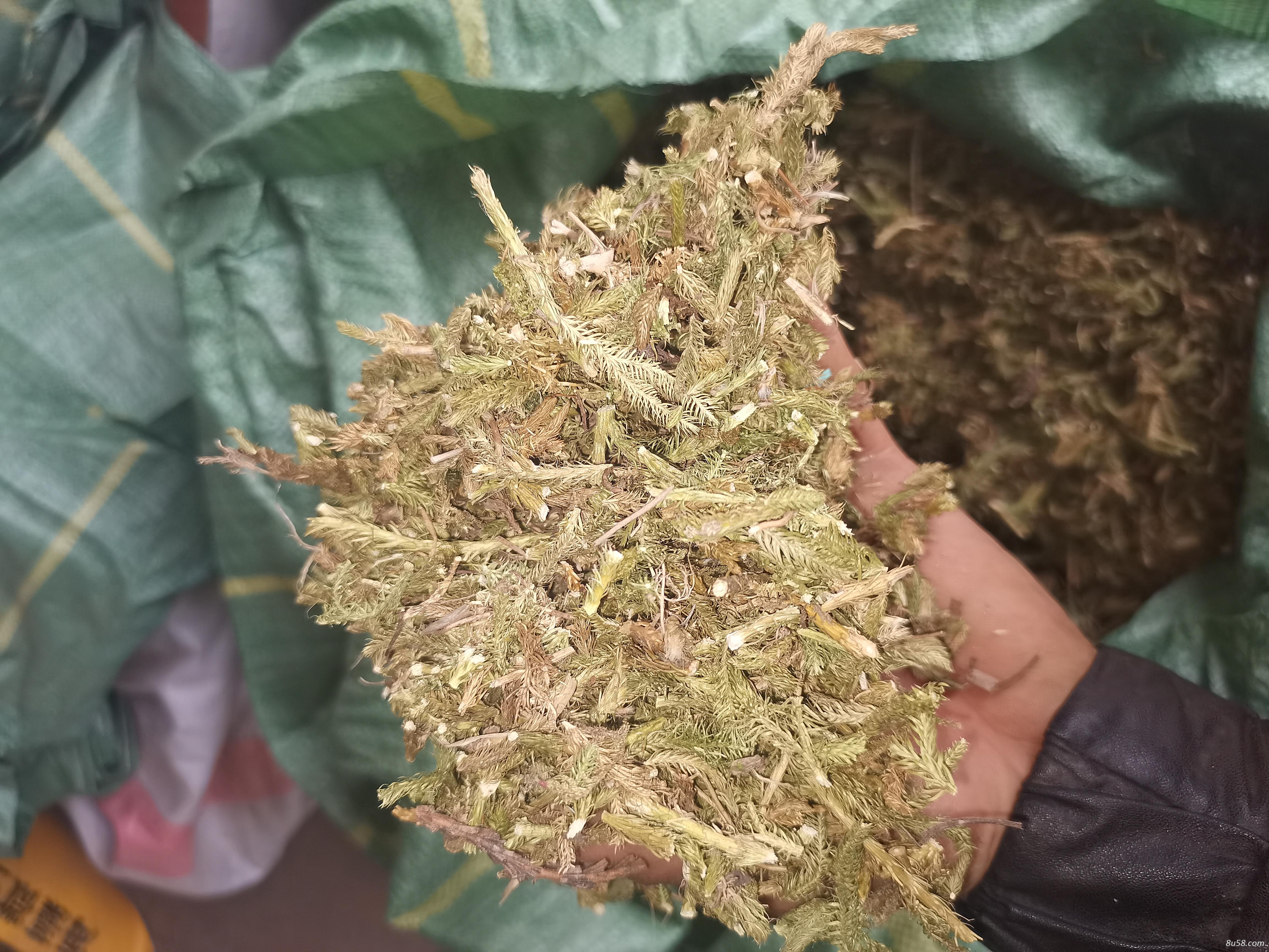 伸筋草有需要的老板联系