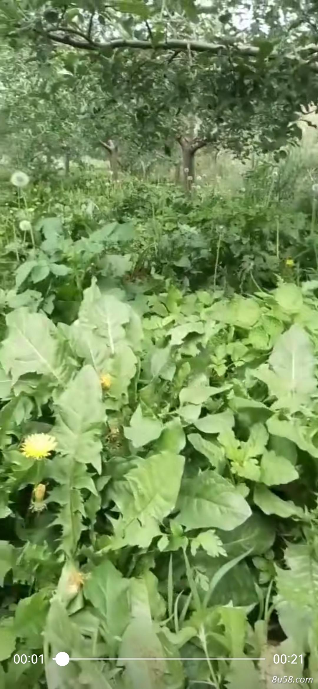 蒲公英整颗带花新鲜的 蒲公英整颗带花新鲜的