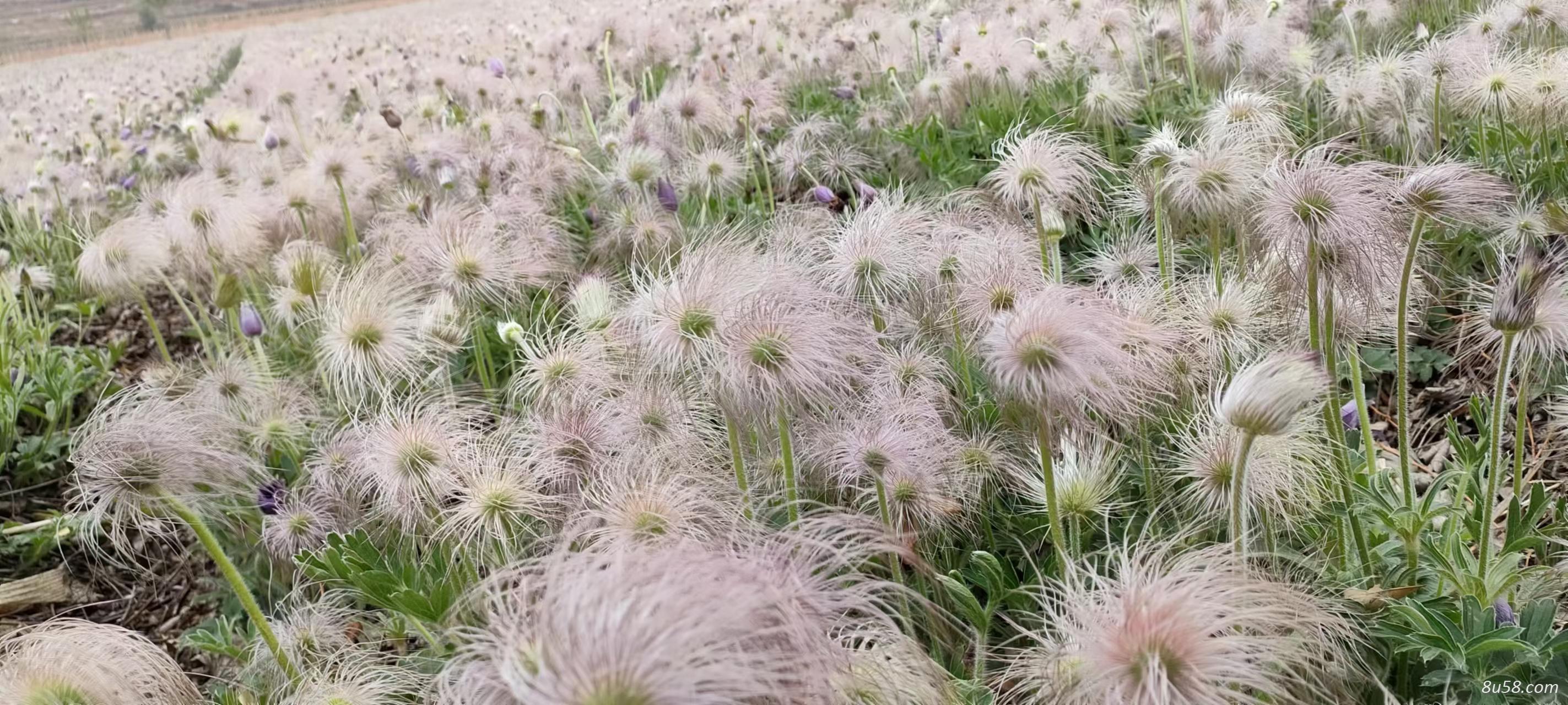 22年白头翁种子