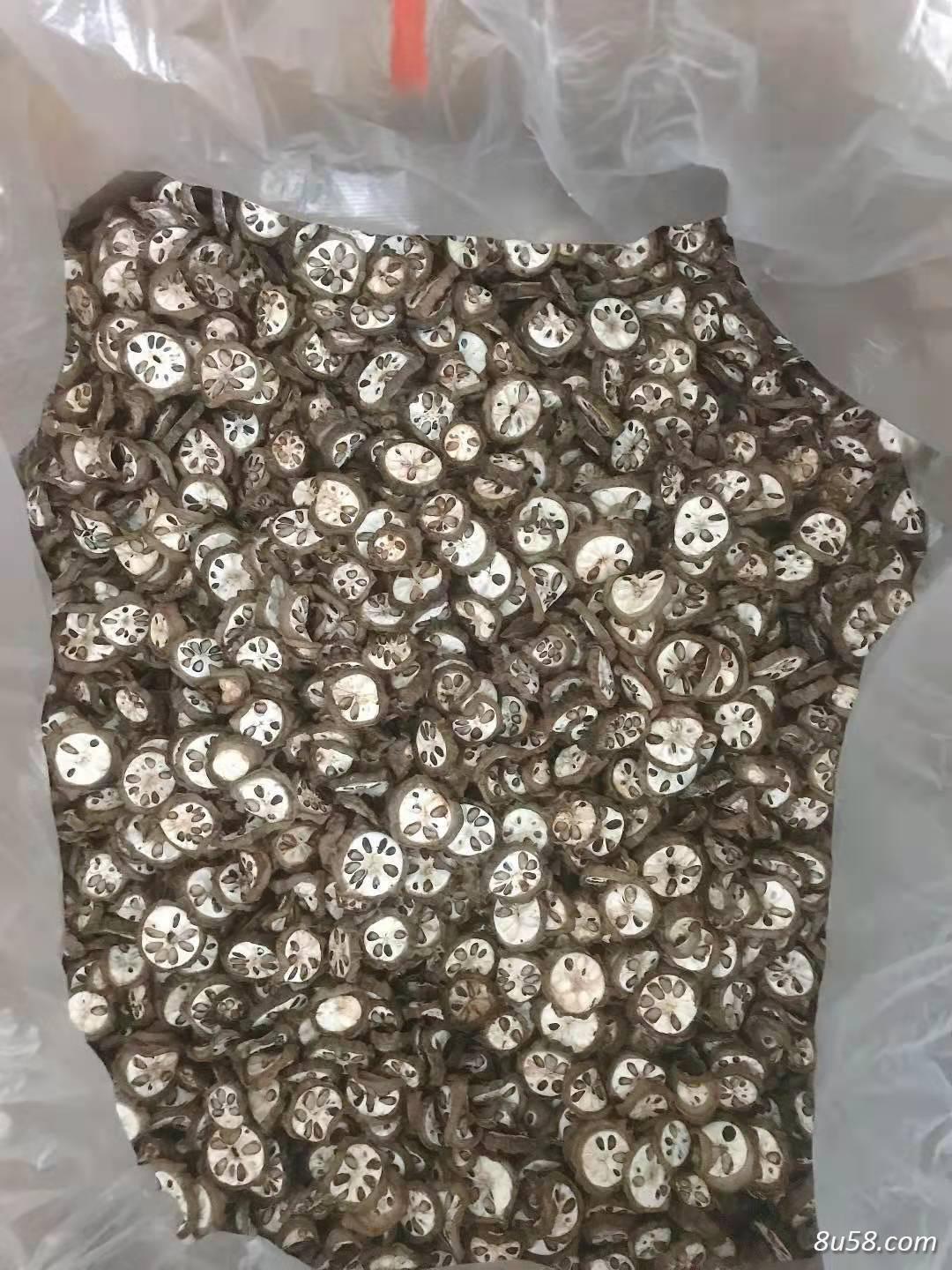 专业种植，销售《预知子》（俗称三叶木通）