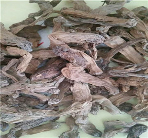 曼陀罗花哪里有卖 曼陀罗花的功效作业