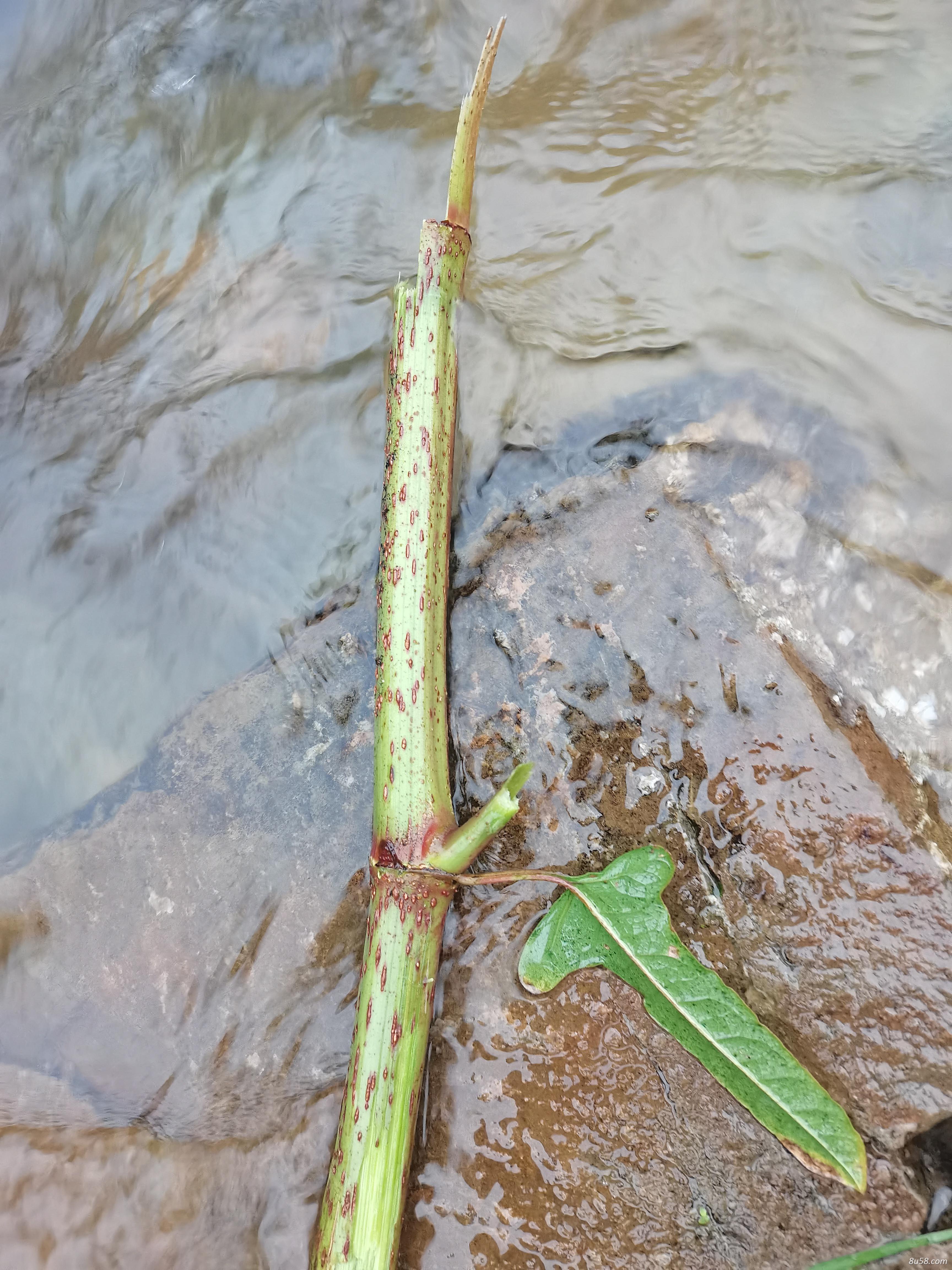 大批量的生鲜虎杖