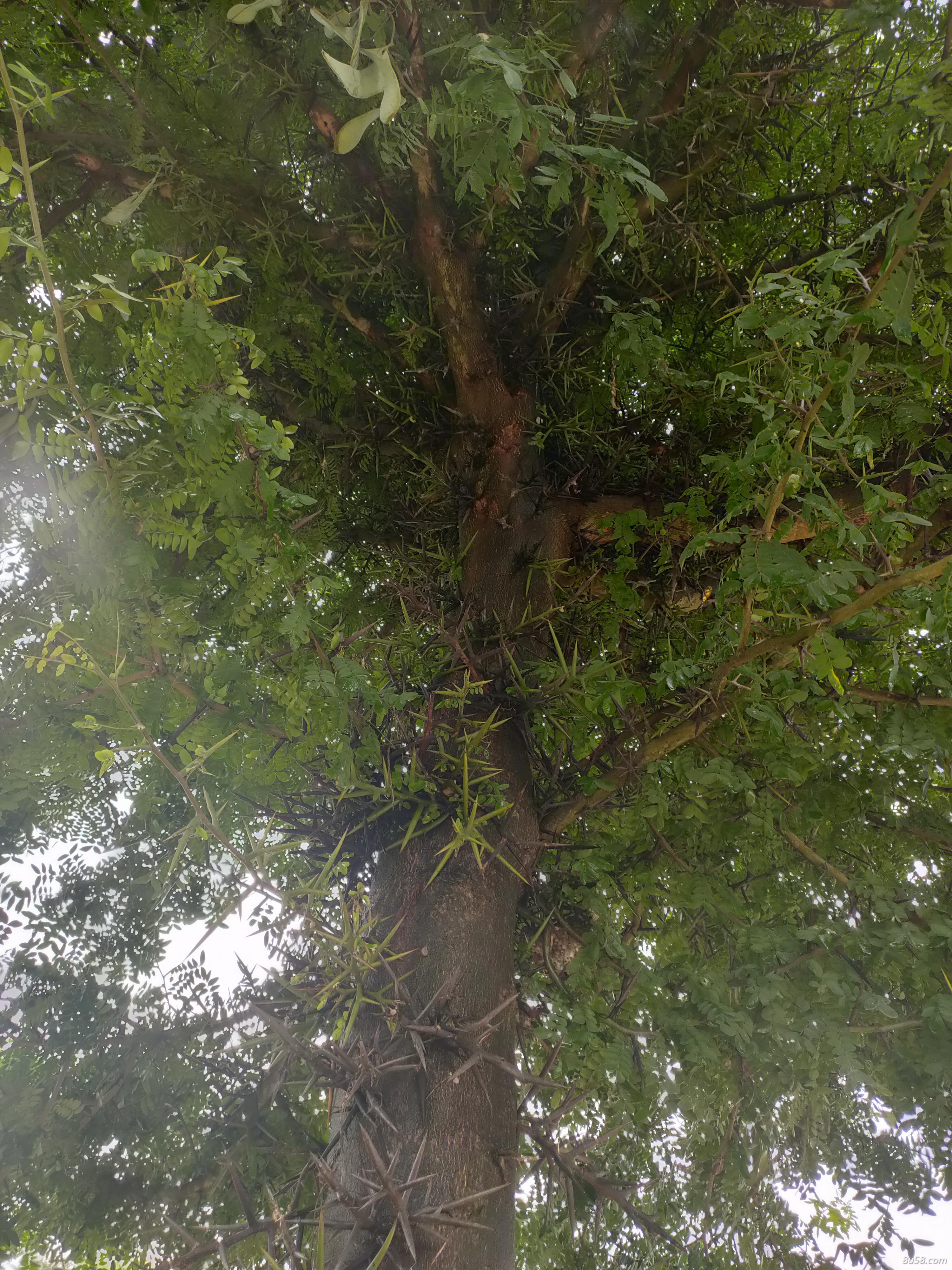 皂角刺