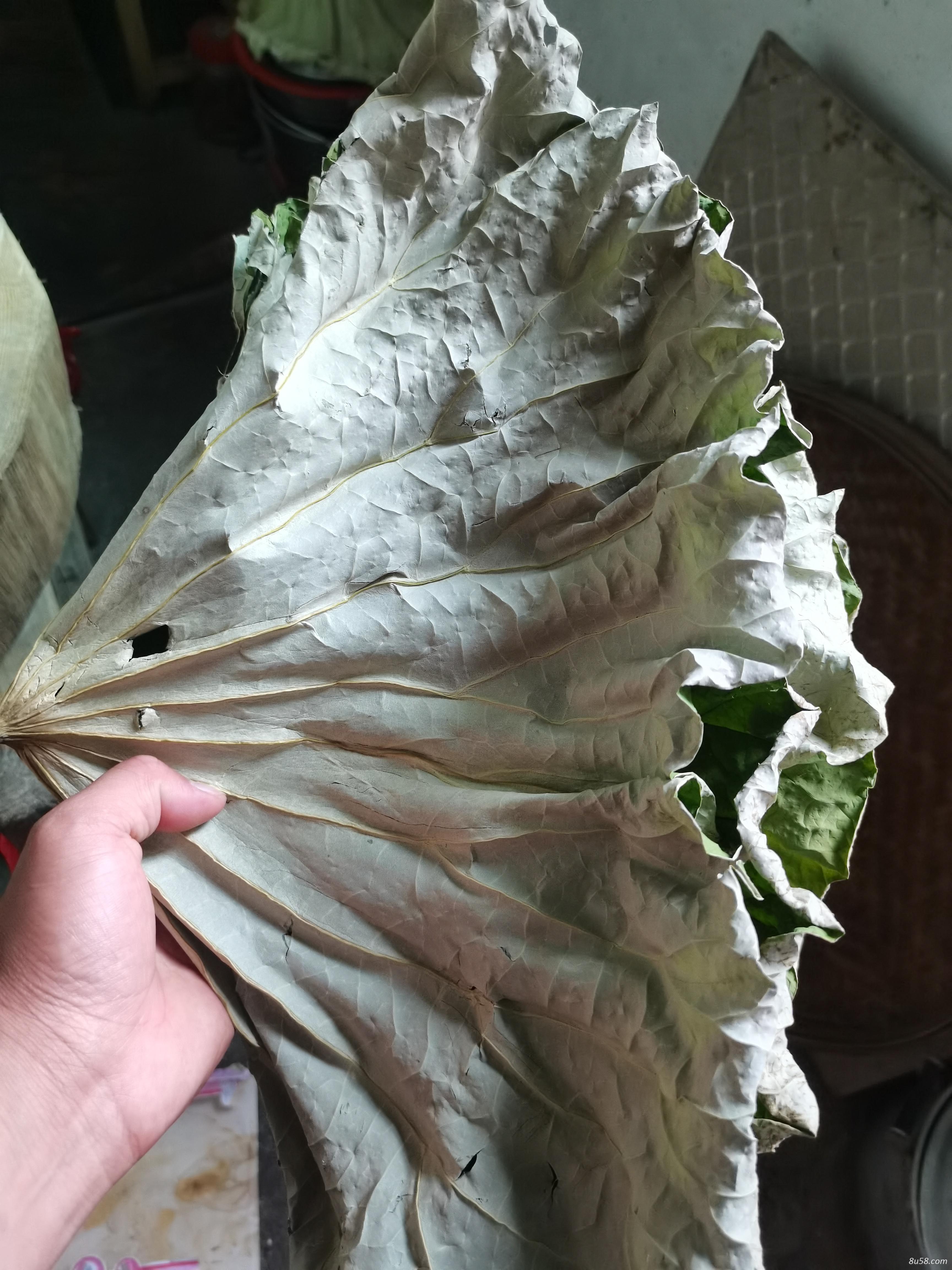 莲叶药材，莲叶茶 精品莲叶