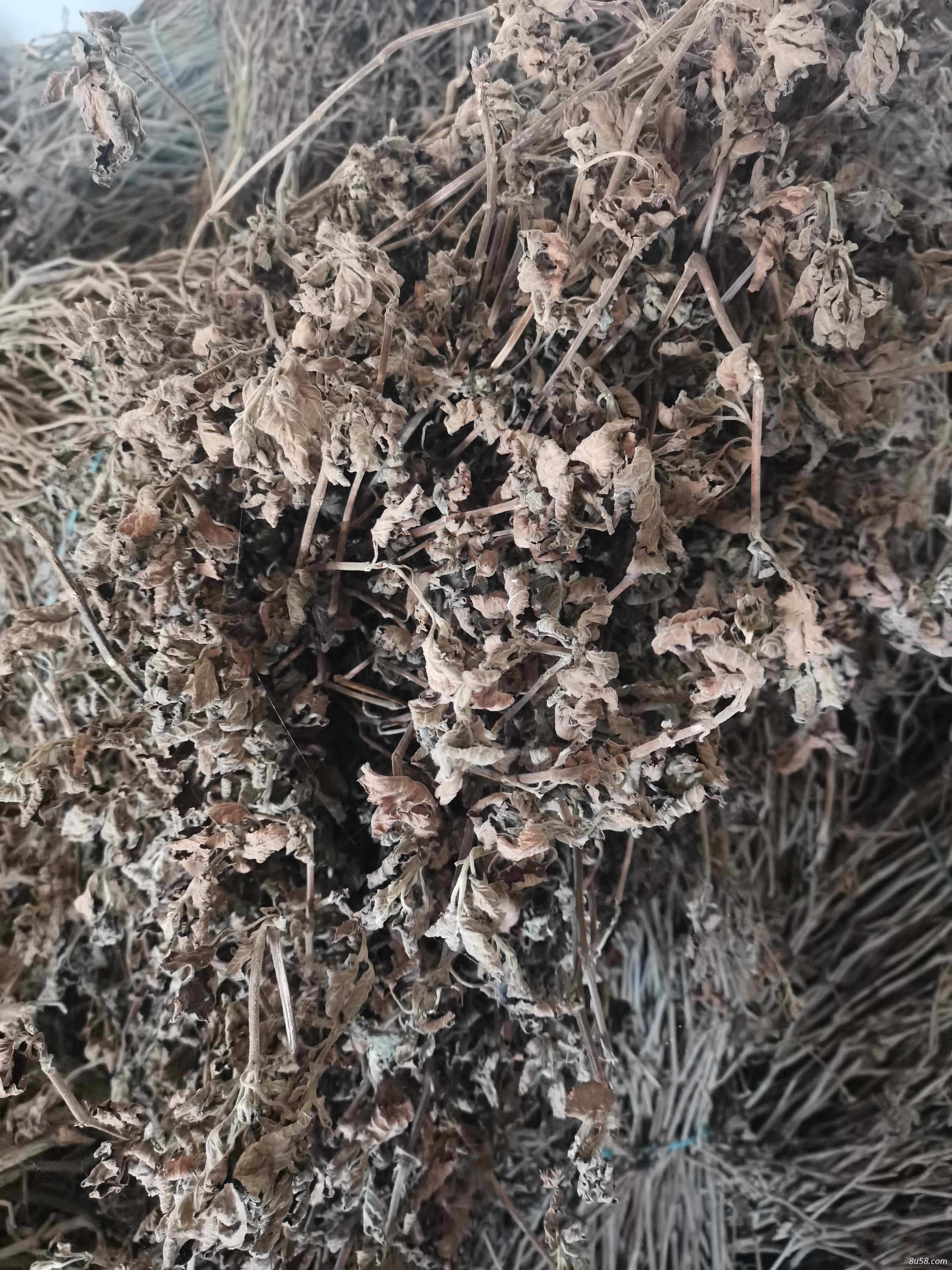 广藿香干货，广藿香整株干货，广藿香干叶子