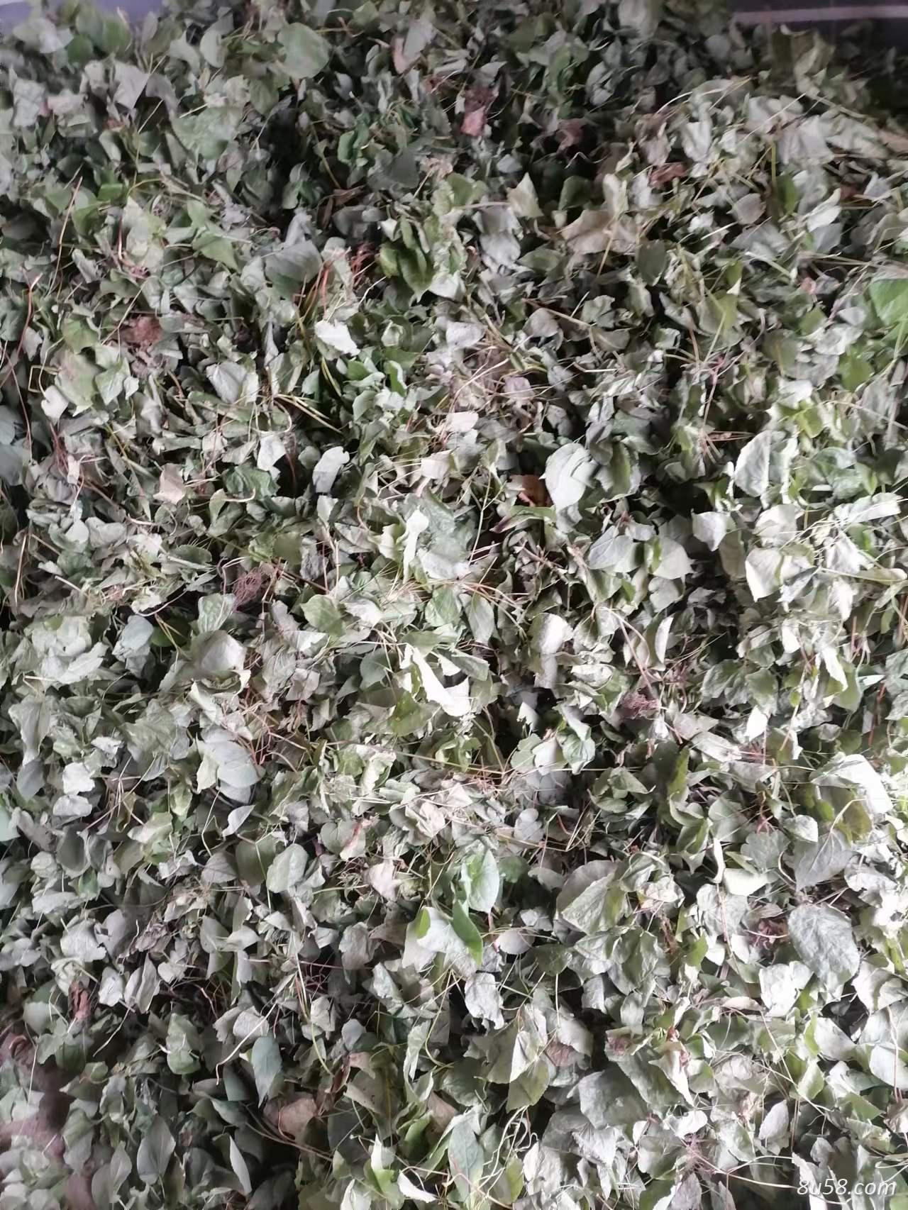 吉林野生淫羊藿