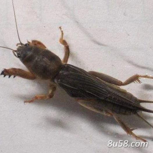 蝲蝲蛄（蝼蛄）售 干货鲜货