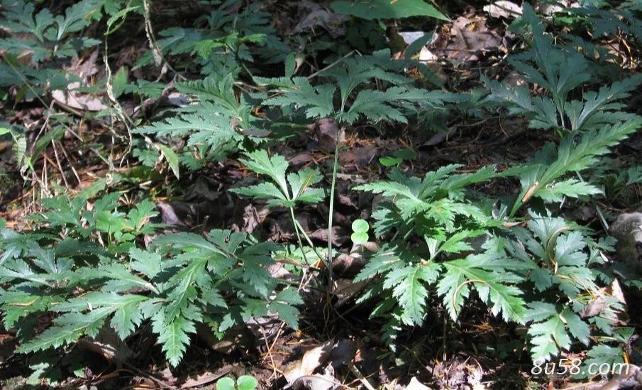 重庆大巴山黄连 重庆大巴山黄连
