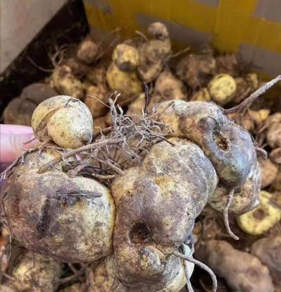 黄精鲜货出售