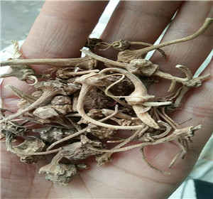中药材扣子七哪里有 扣子七批发零售