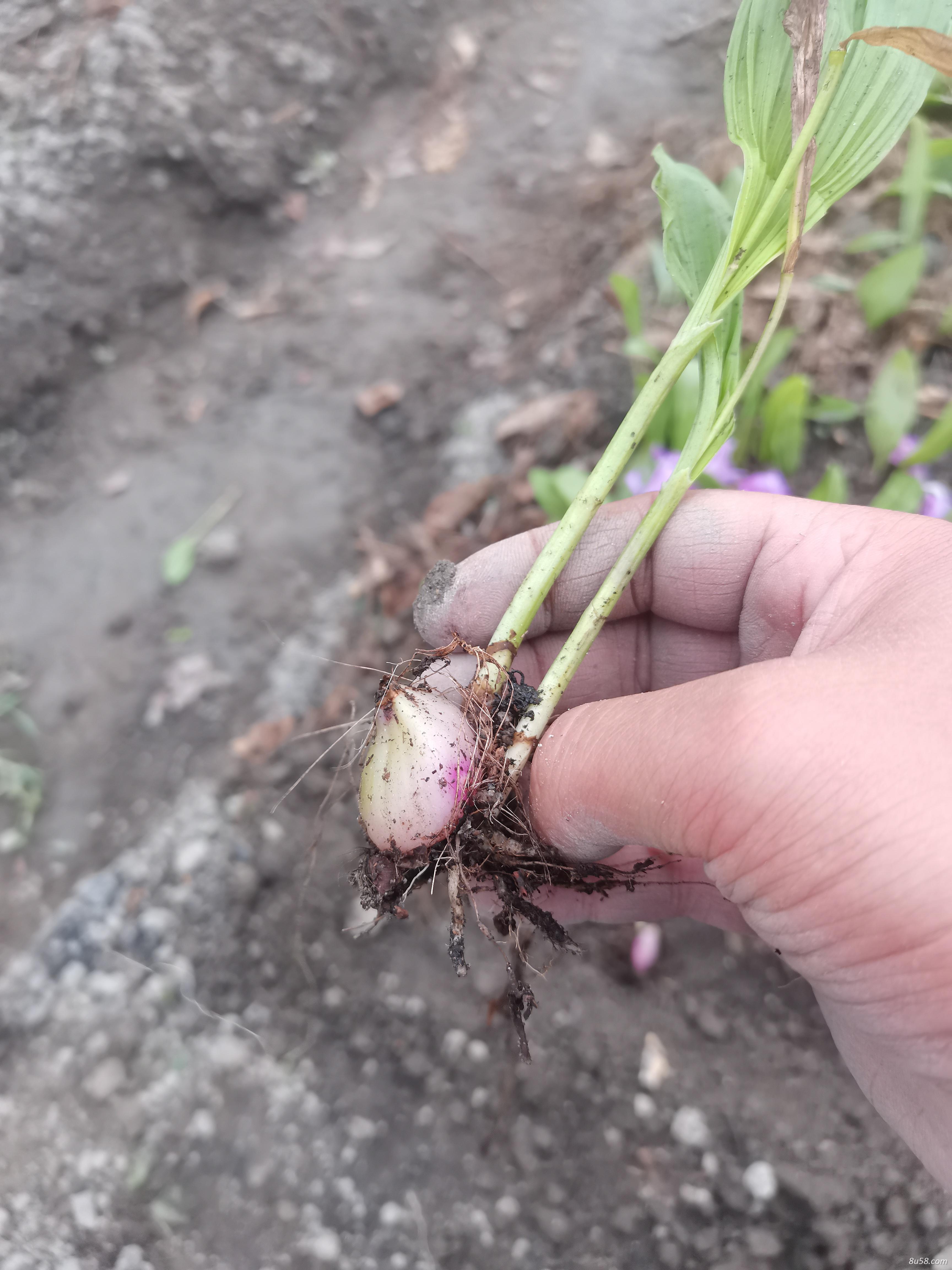 冰球子种苗 山慈菇 毛慈菇种苗基地直供 冰球子种苗 山慈菇 毛慈菇种苗基地直供