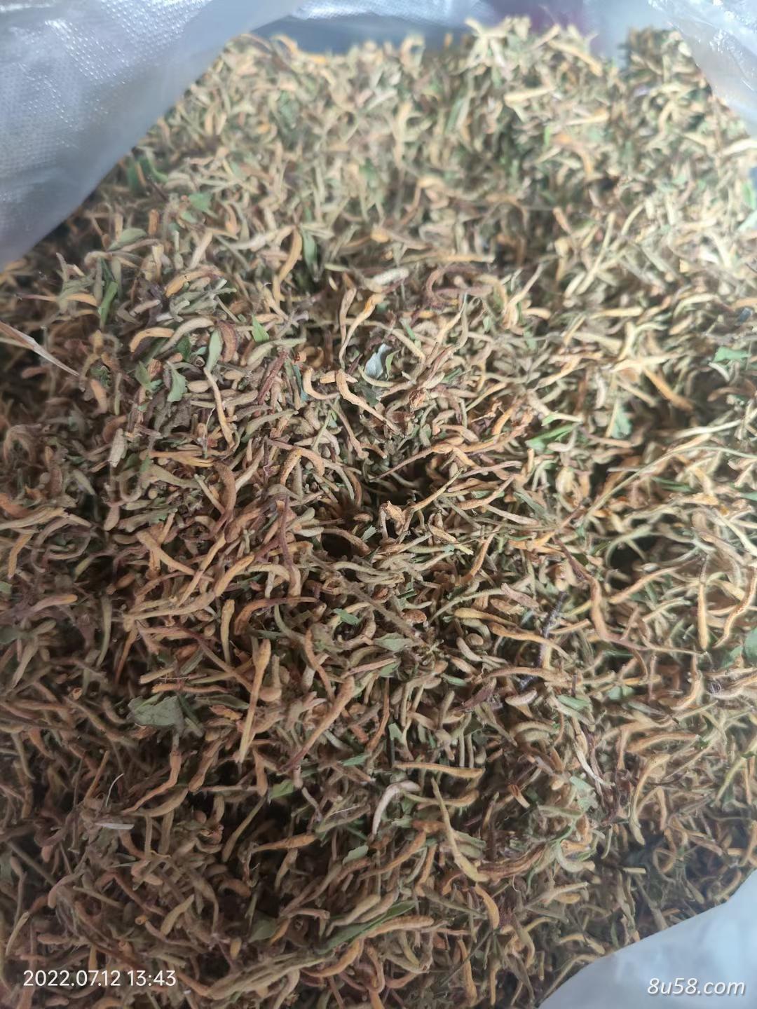 出售野生金银花