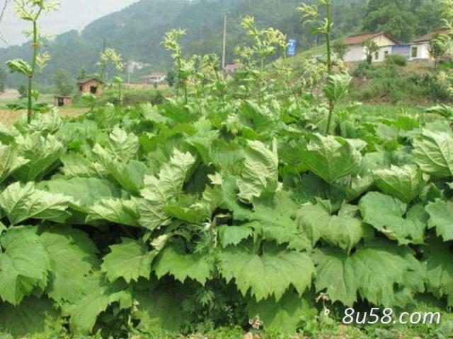 湖北利川马蹄大黄大量出售
