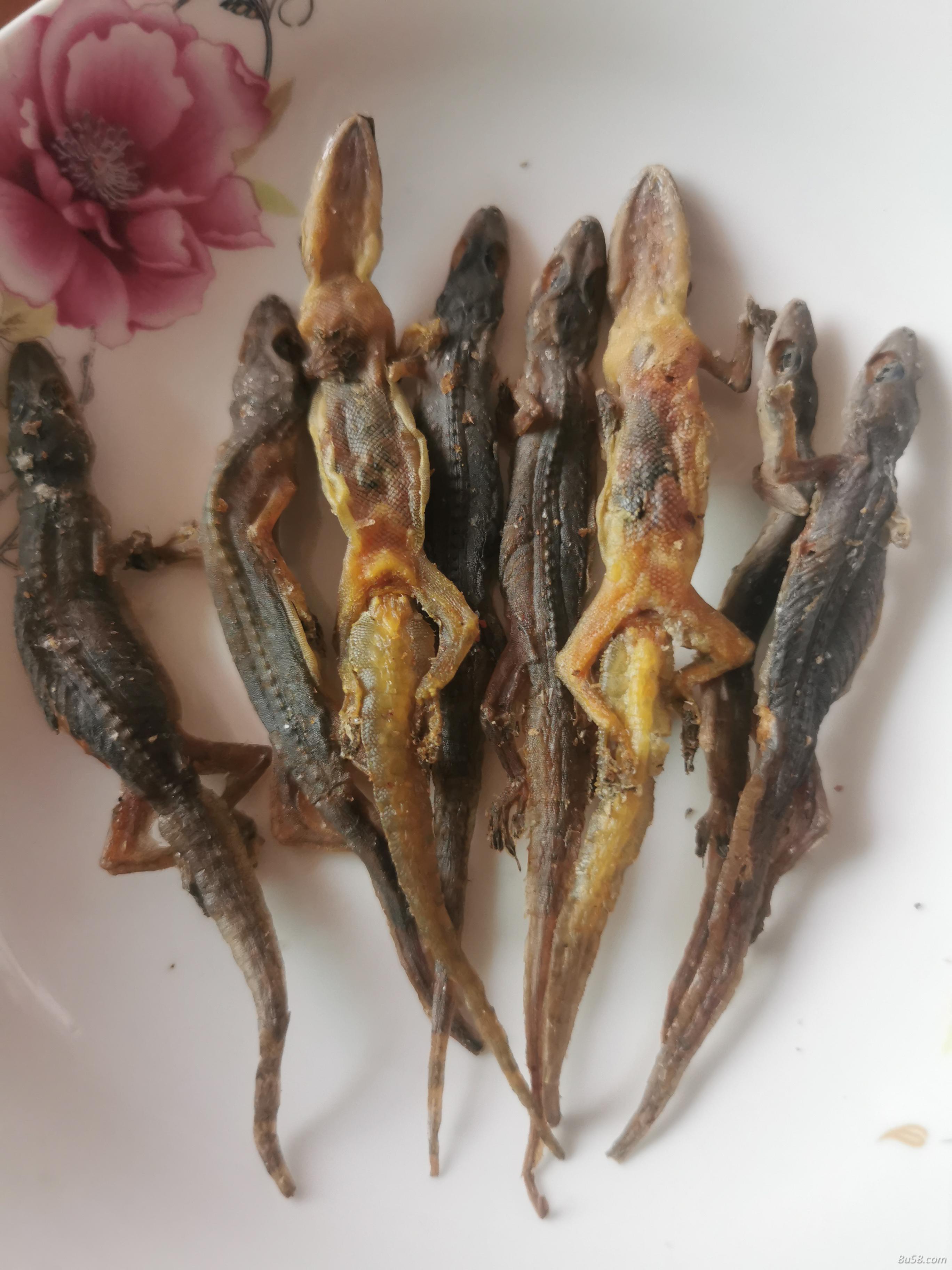 全条壁虎干