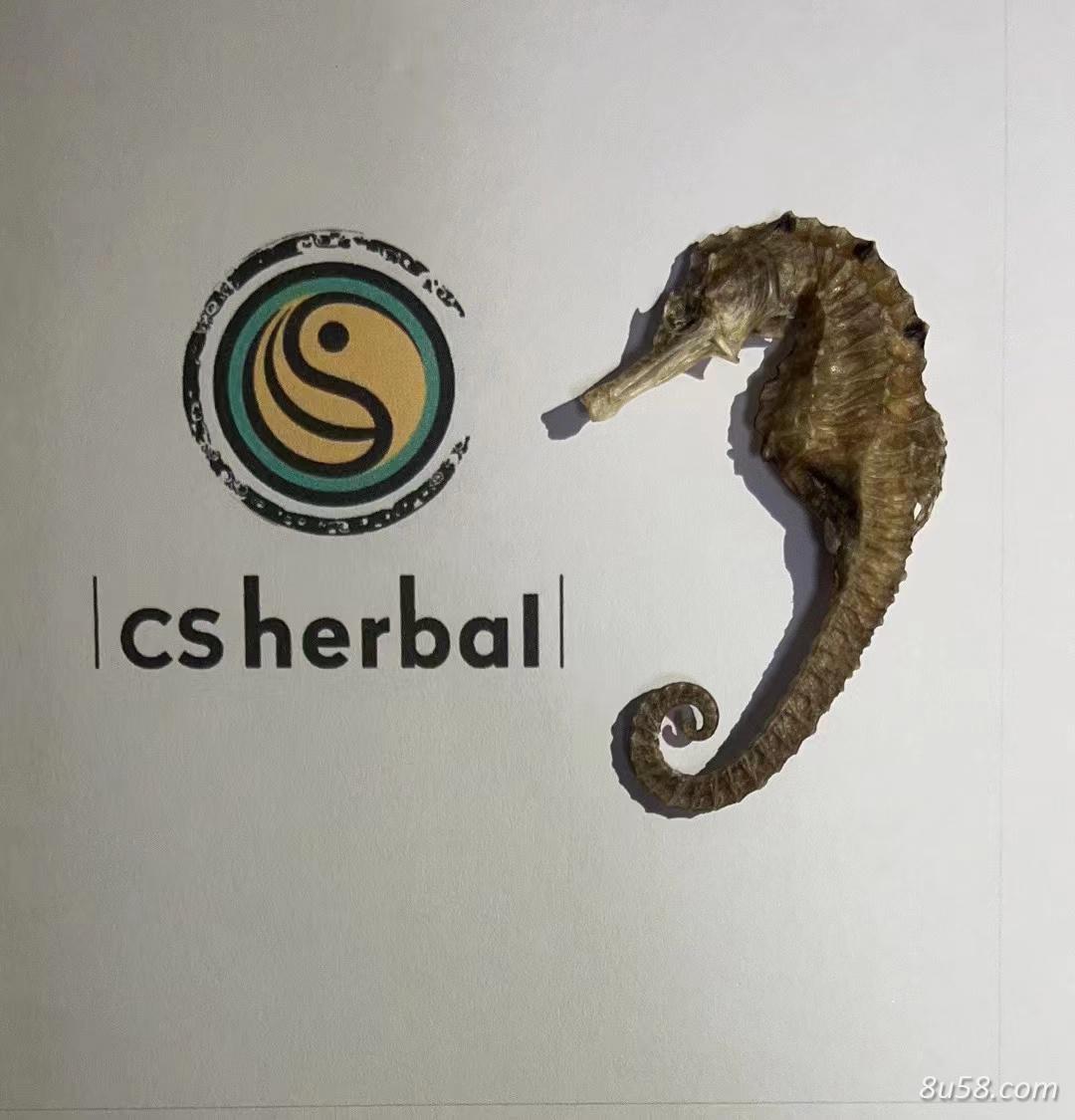 海马