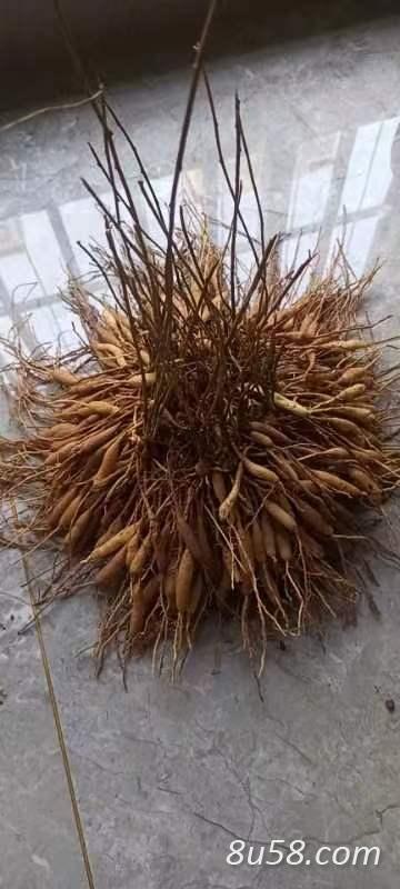 天冬鲜品