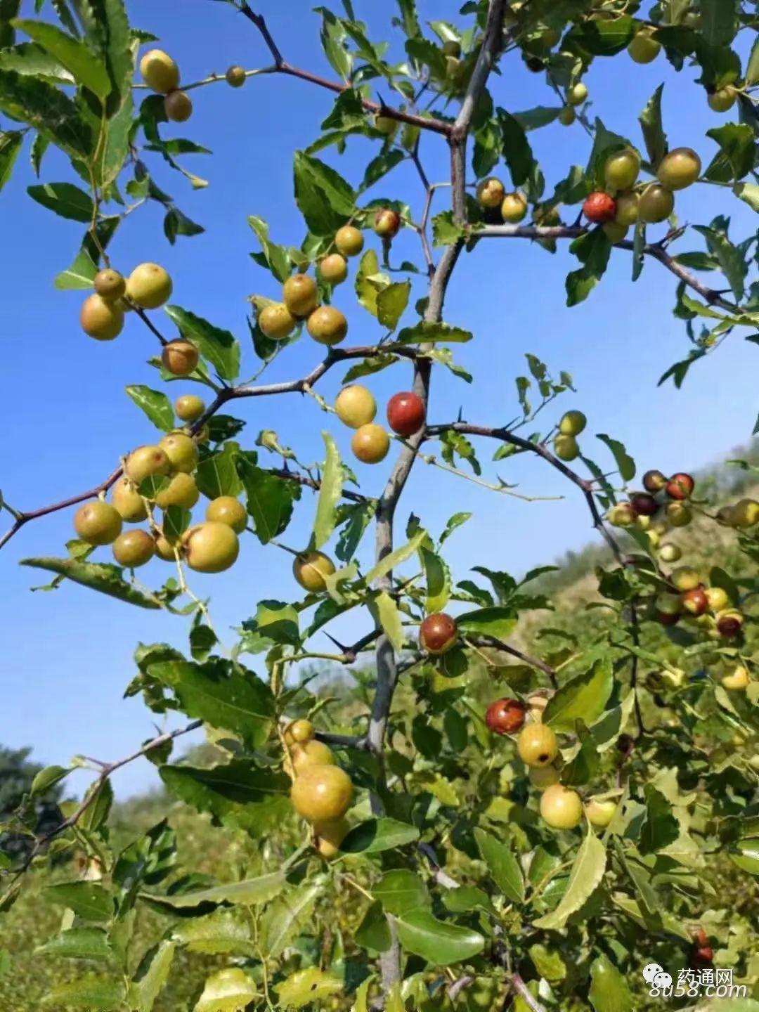 大量供应酸枣仁种苗、酸枣苗,酸枣仁树苗,中药材种苗,质量保证,品种纯正。 大量供应酸枣仁种苗、酸枣苗,酸枣仁树苗,中药材种苗,质量保证,品种纯正。