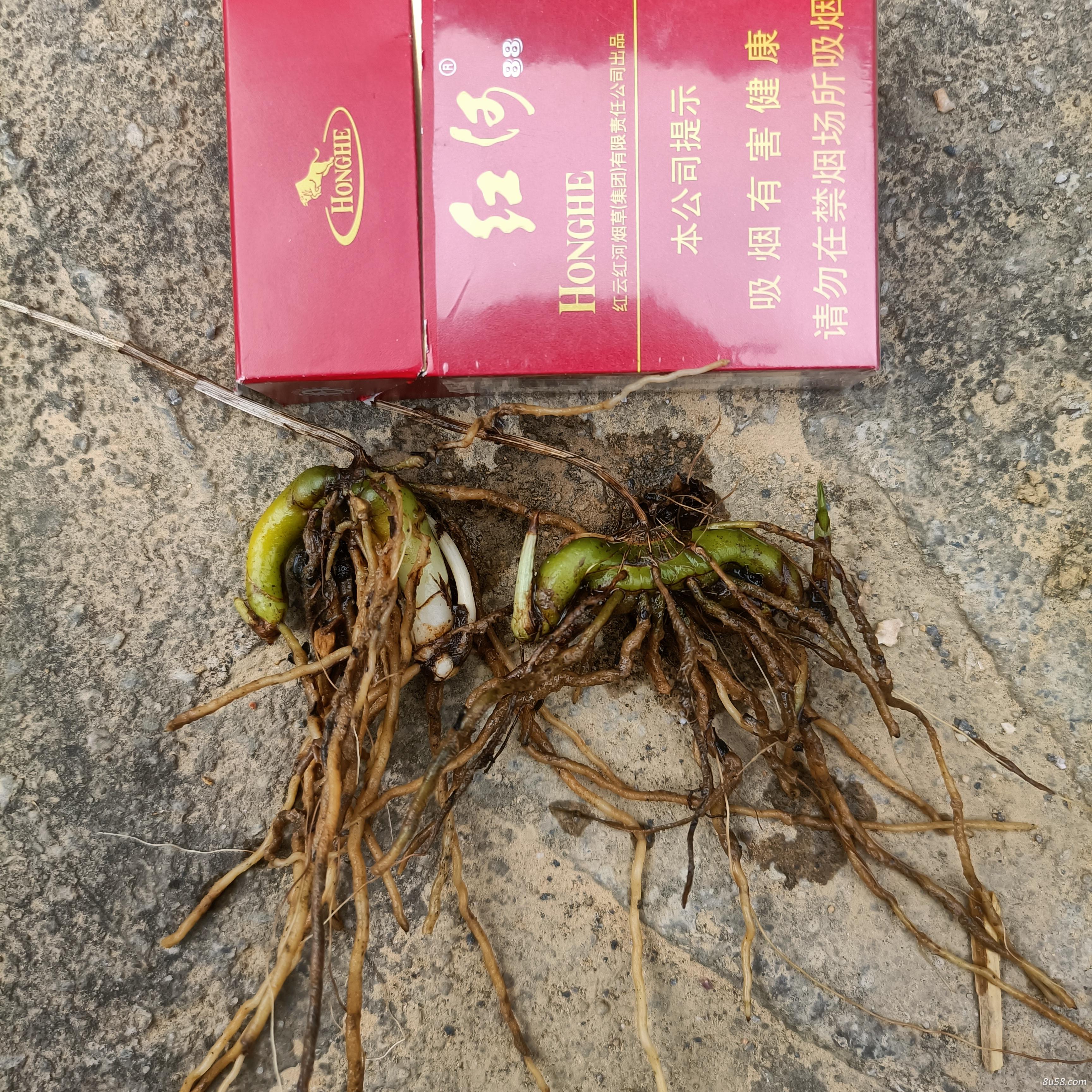 种苗下地驯化两年，炼苗半年，头子老炼，农历十月仍在发芽