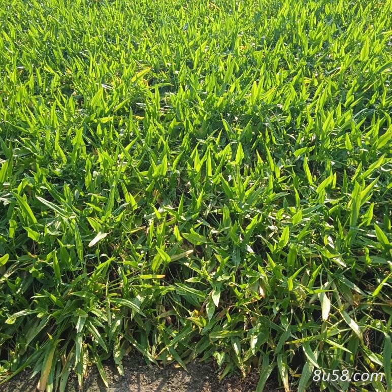大面积种植水半夏种子种苗