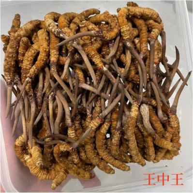 生态繁育冬虫夏草王中王-AAA级，1.8根/克