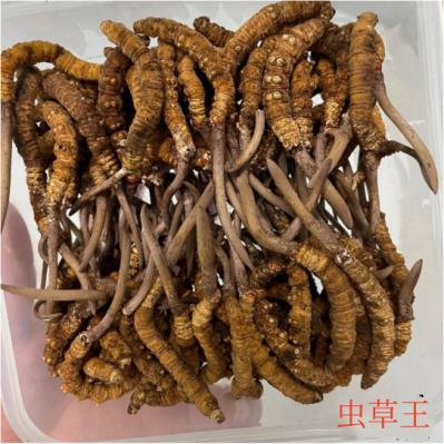 生态繁育冬虫夏草，虫草王-AAAA级，2根/克
