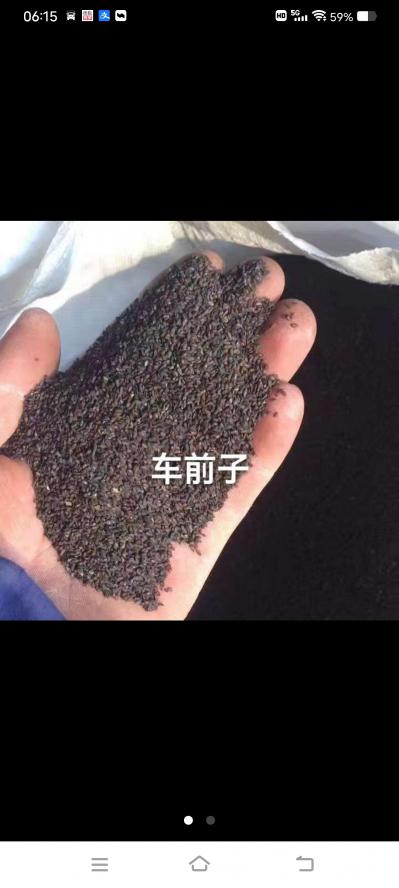 车前子