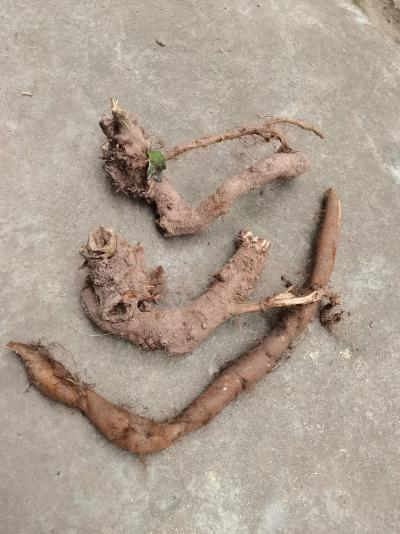 新鲜苎麻根