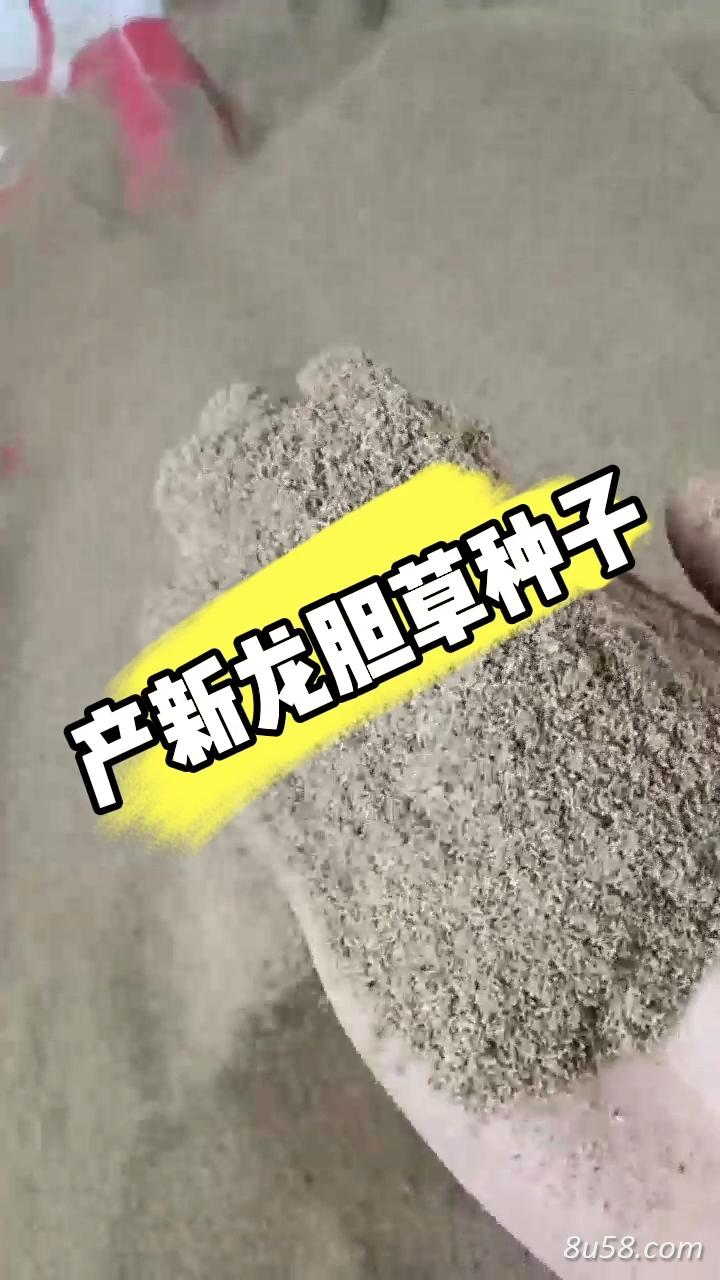 龙胆草种子