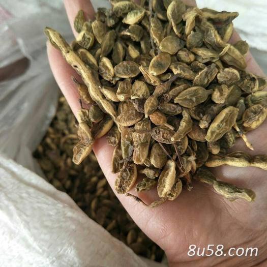 安国药材槐角价格行情 槐角一公斤多少钱 槐角豆药效作用