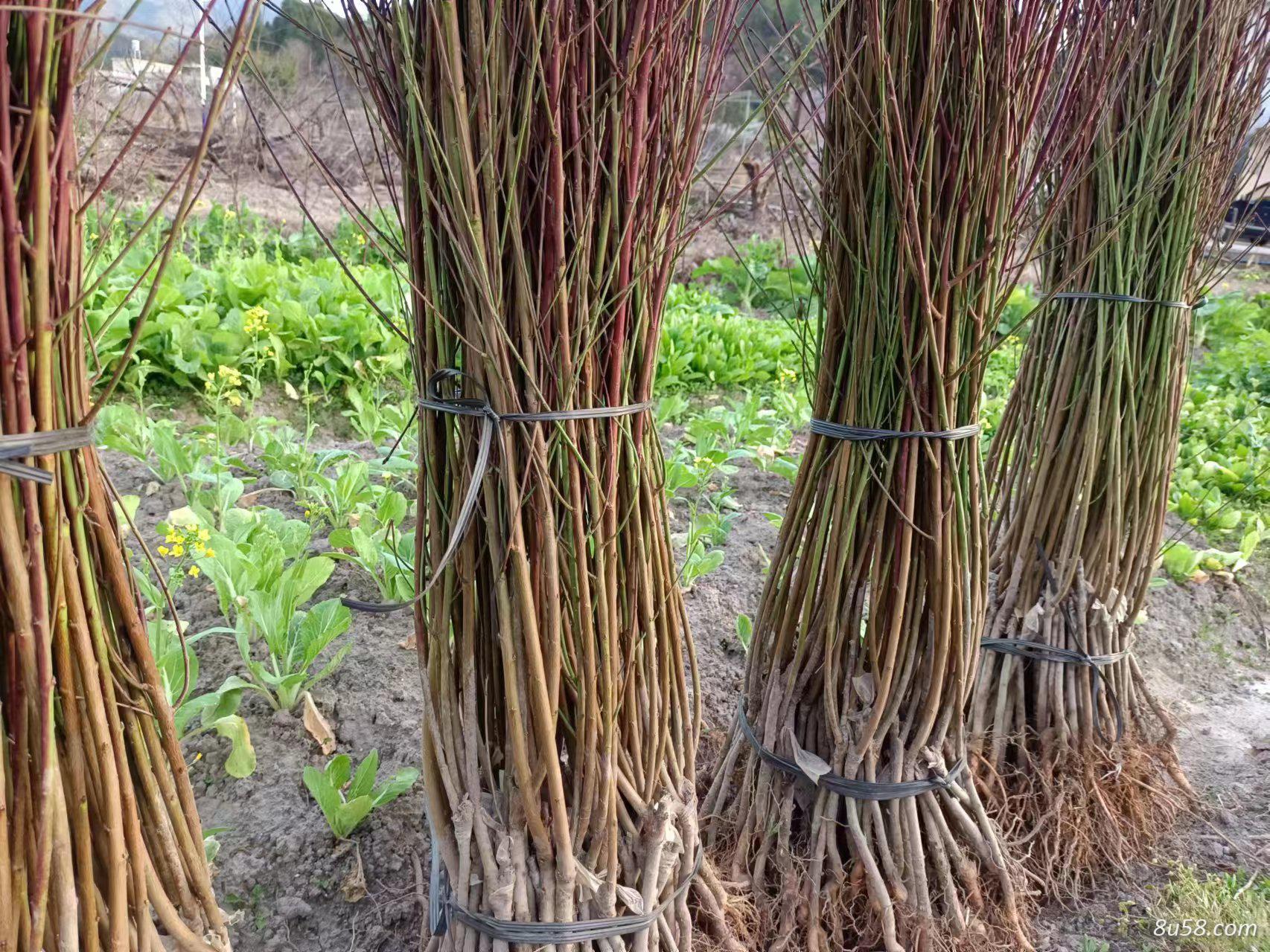 鹰嘴蜜桃 1年嫁接苗，成品果鹰嘴桃预售