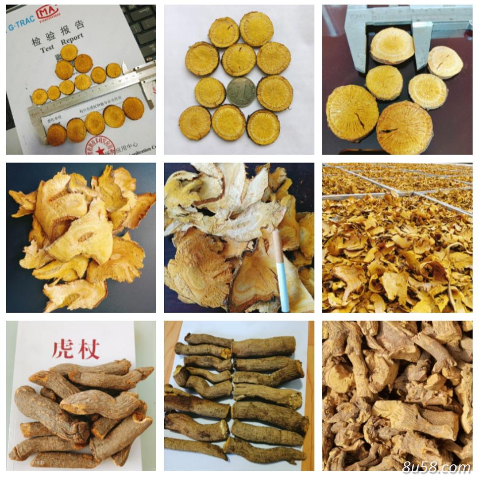 虎杖片 虎杖片