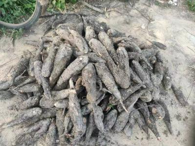 紫茉莉根产地直营，有量有价