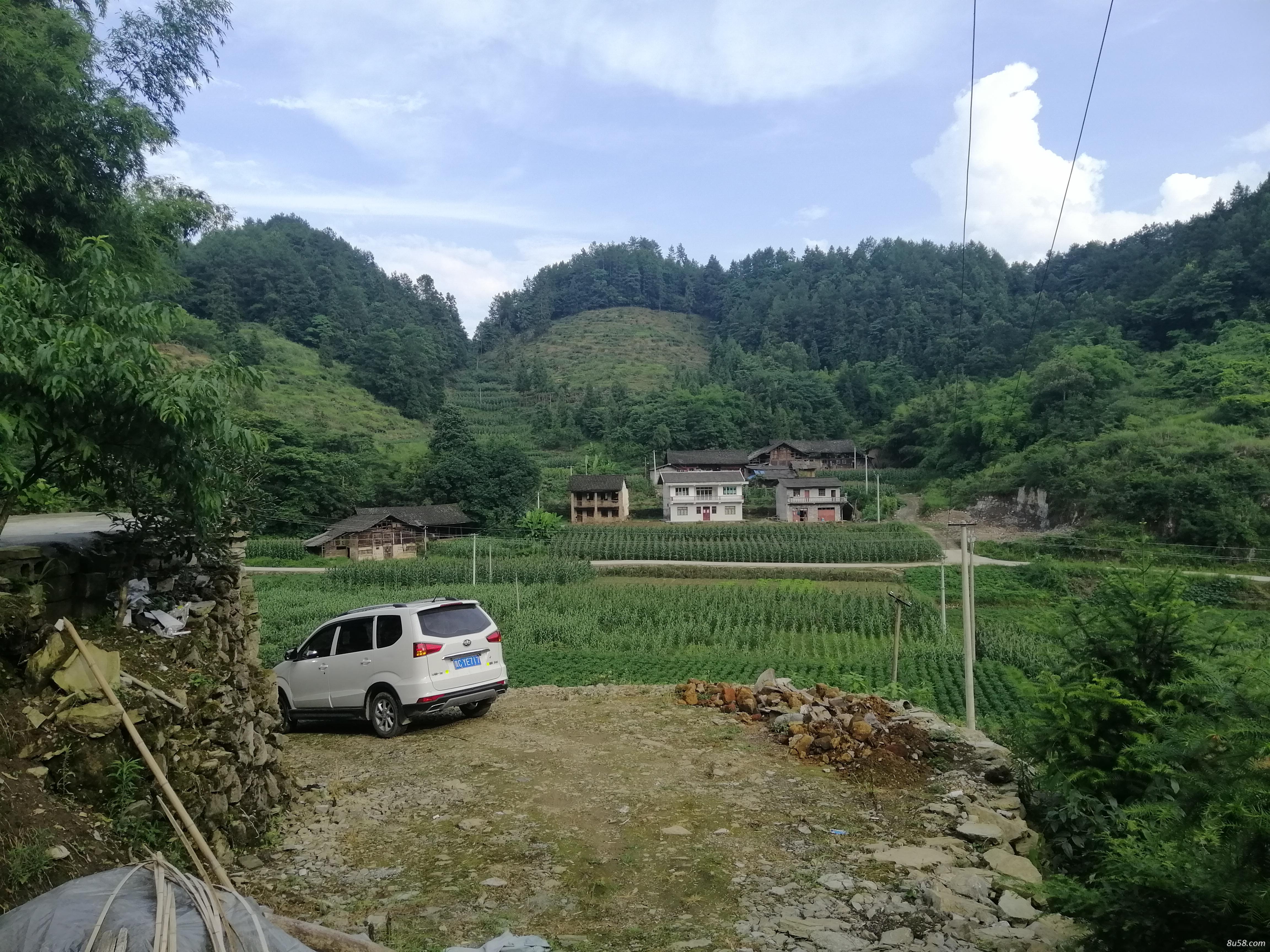 鲜黄柏皮刮皮30年树龄