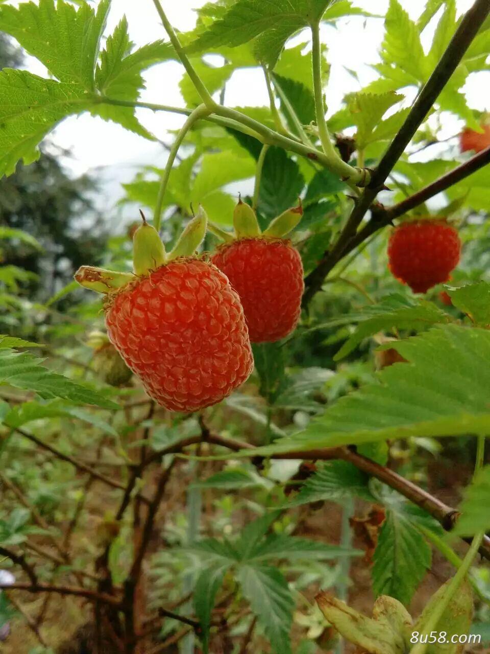 掌叶覆盆子苗 掌叶覆盆子种苗批发