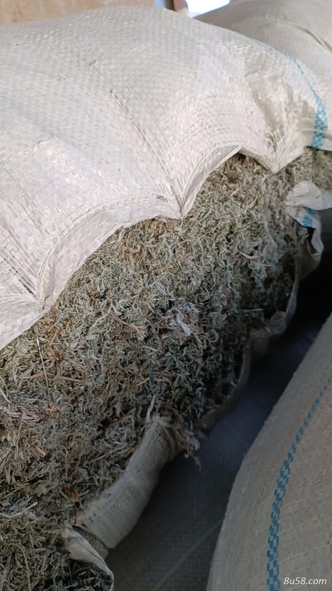 前期茵陈