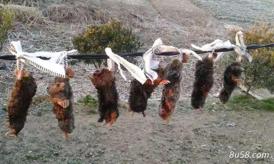 鼹鼠,鼹鼠骨价格