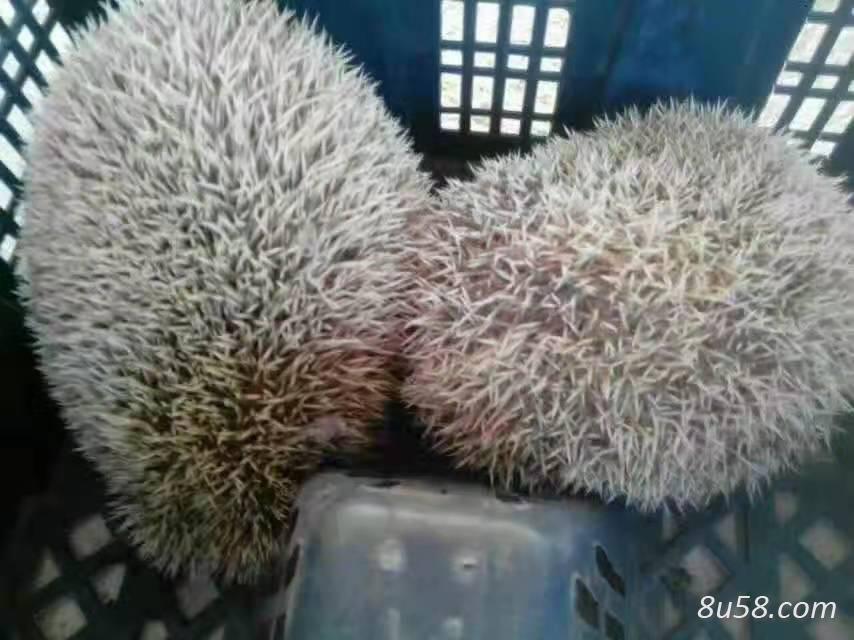 刺猬胆卖多少钱一只,那里有卖的