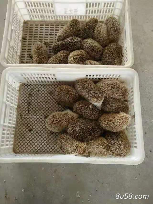 一张刺猬皮,一只猬胆的价格是多少,养殖高家