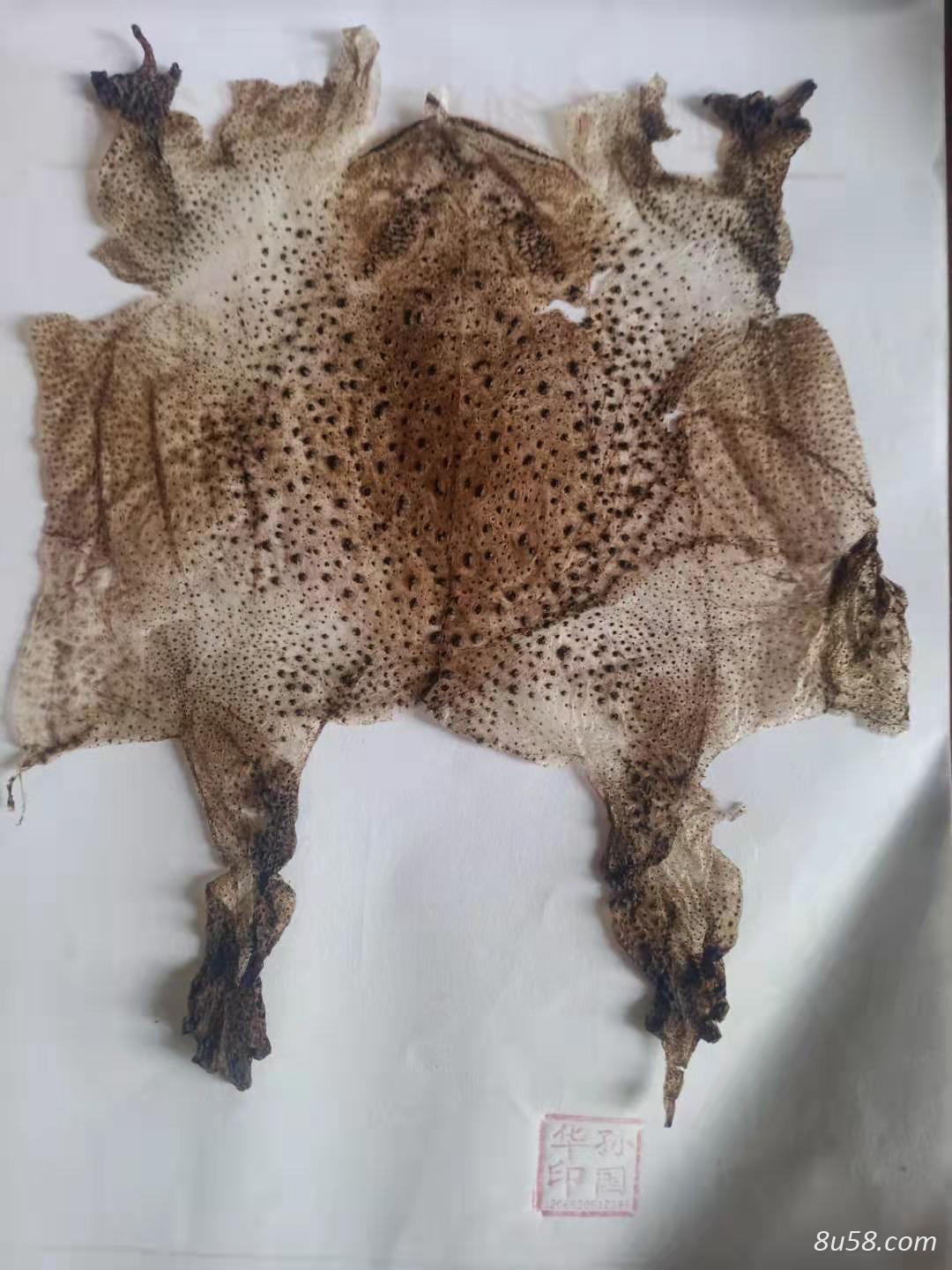 蟾衣,蟾蜍皮用法用量有什么不同