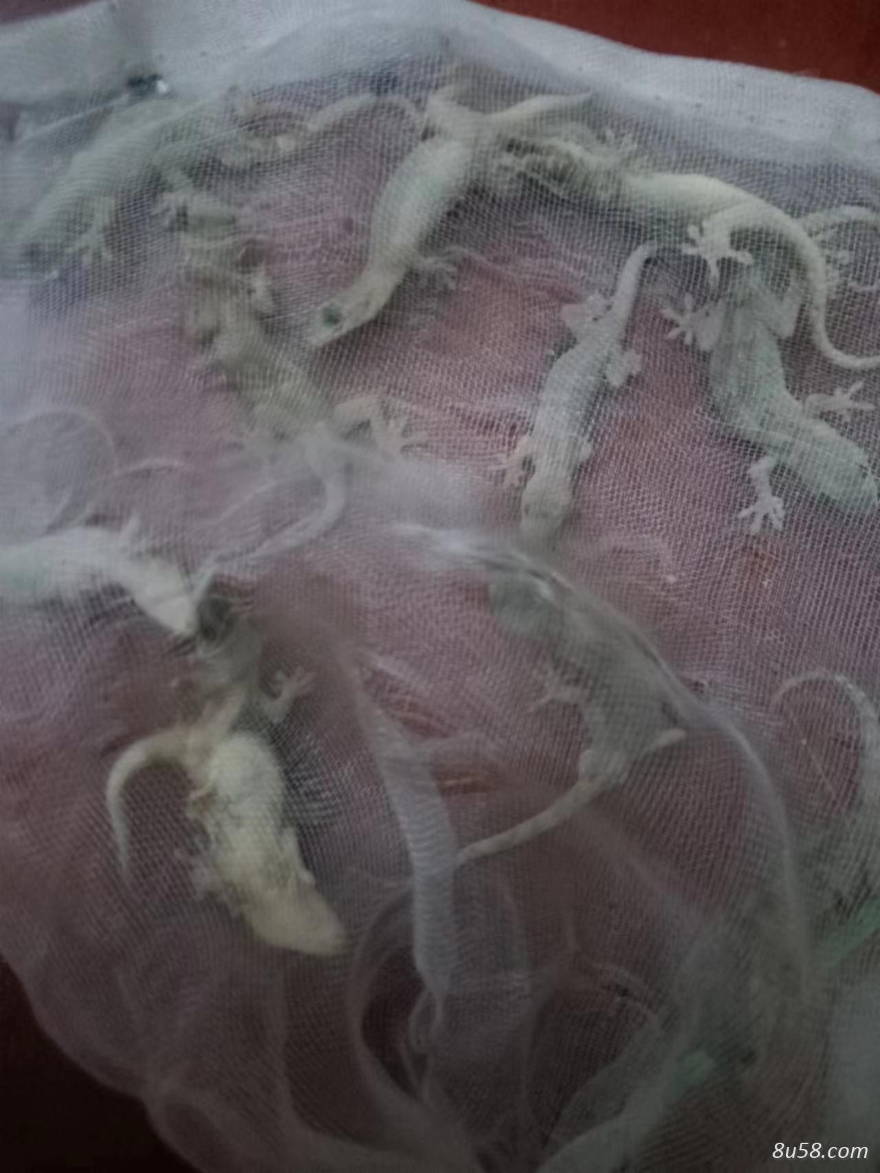 活壁虎,守宫,天龙,檐蛇,檐龙,壁宫子,蝎虎,价格在卖多少钱一条,养殖商家