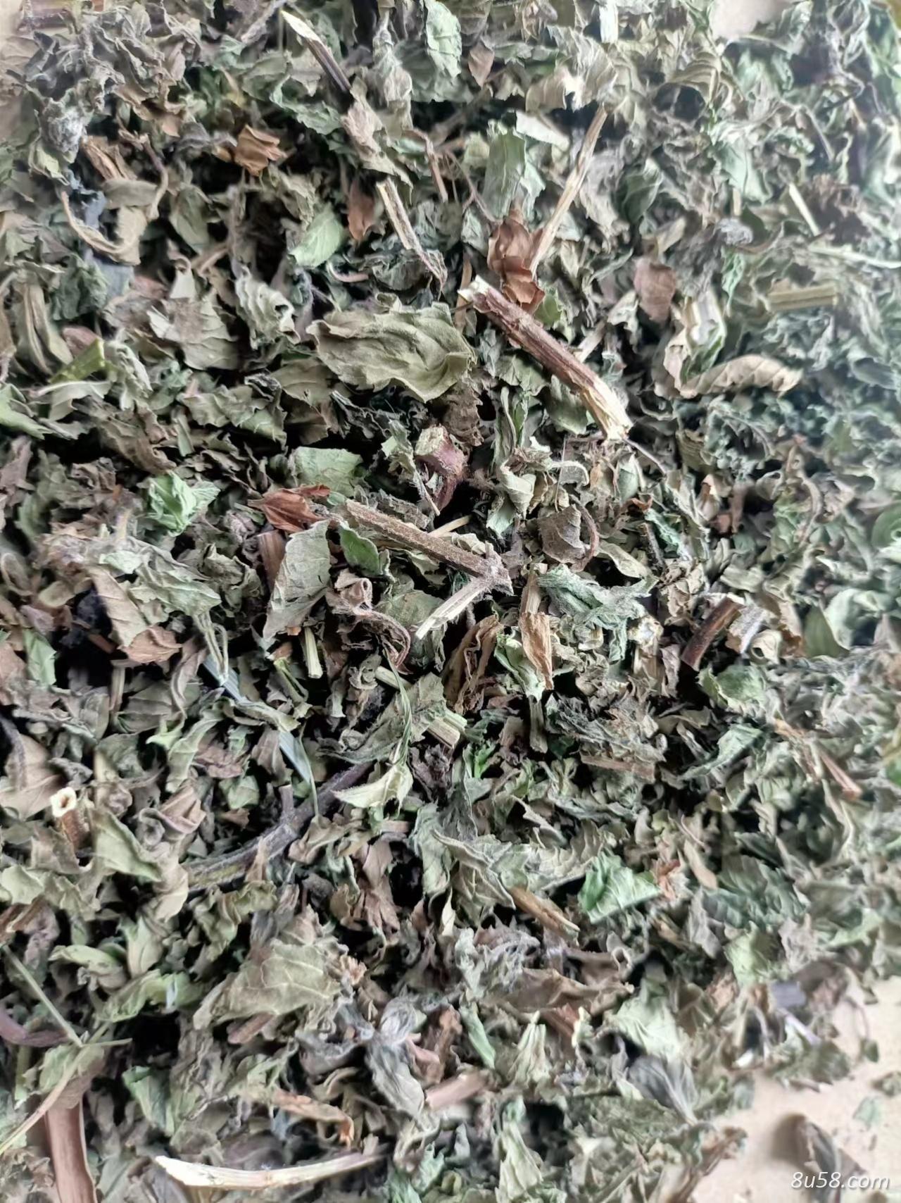 薄荷大货