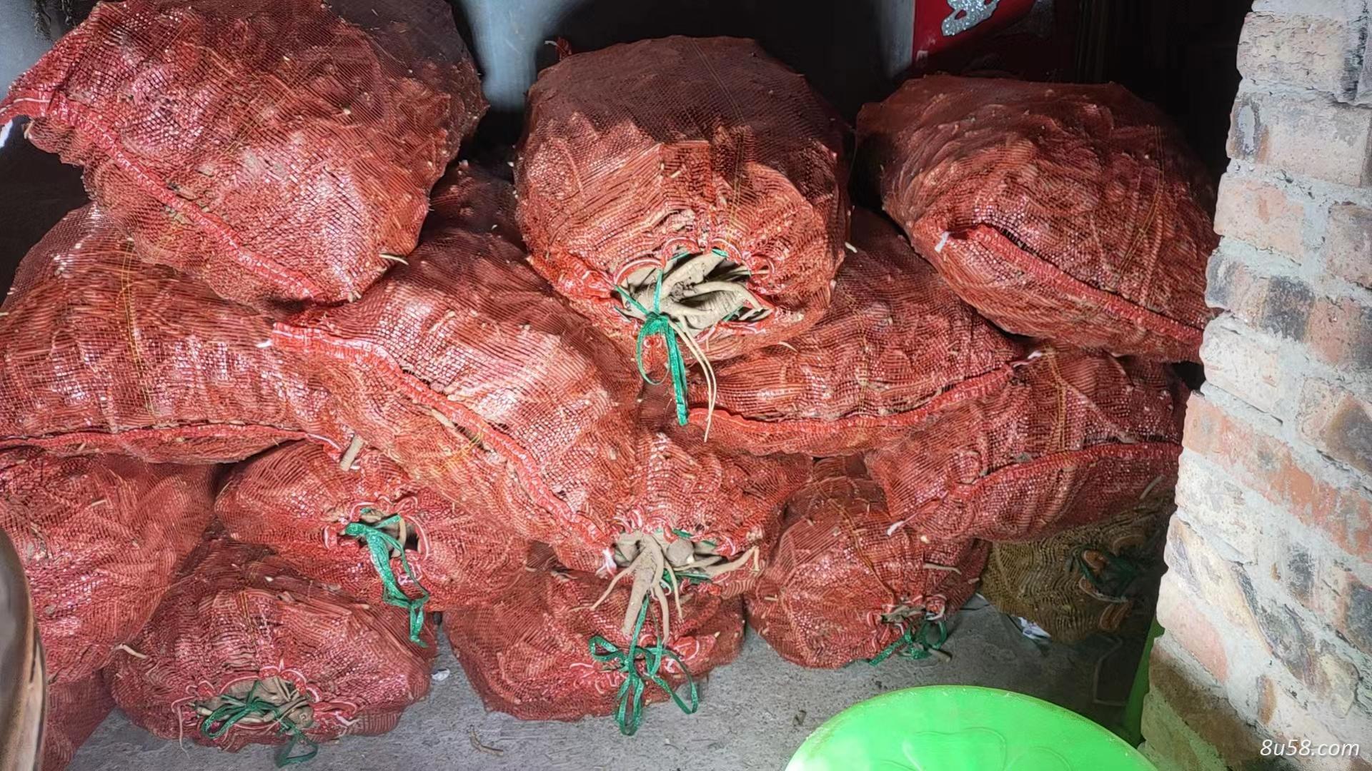 重庆大量鲜货白芷批发出售可送货