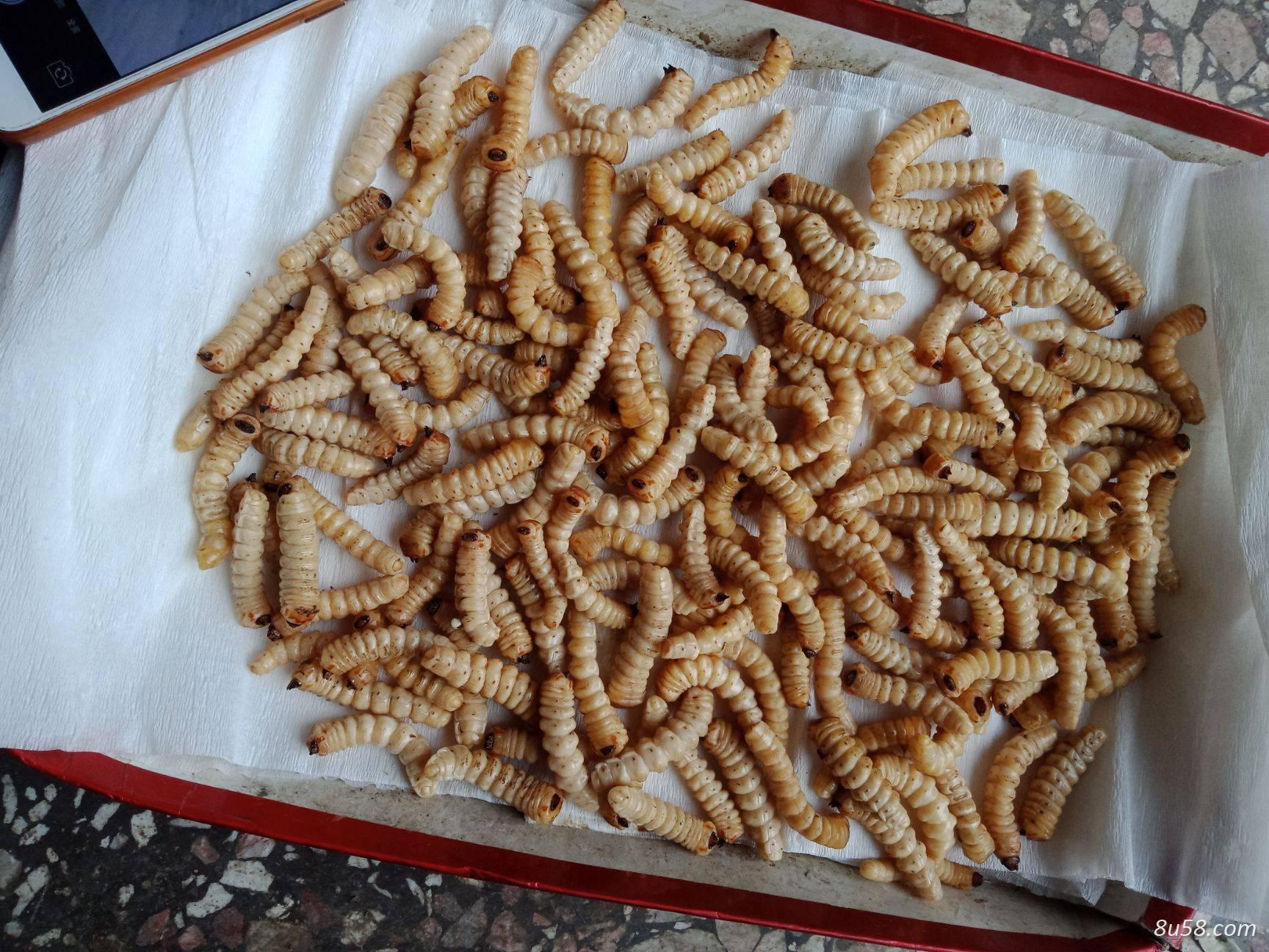 斗米虫,虎刺虫,云实蛀虫,黄寮狼虫到那里去买,怎么卖,商家有卖