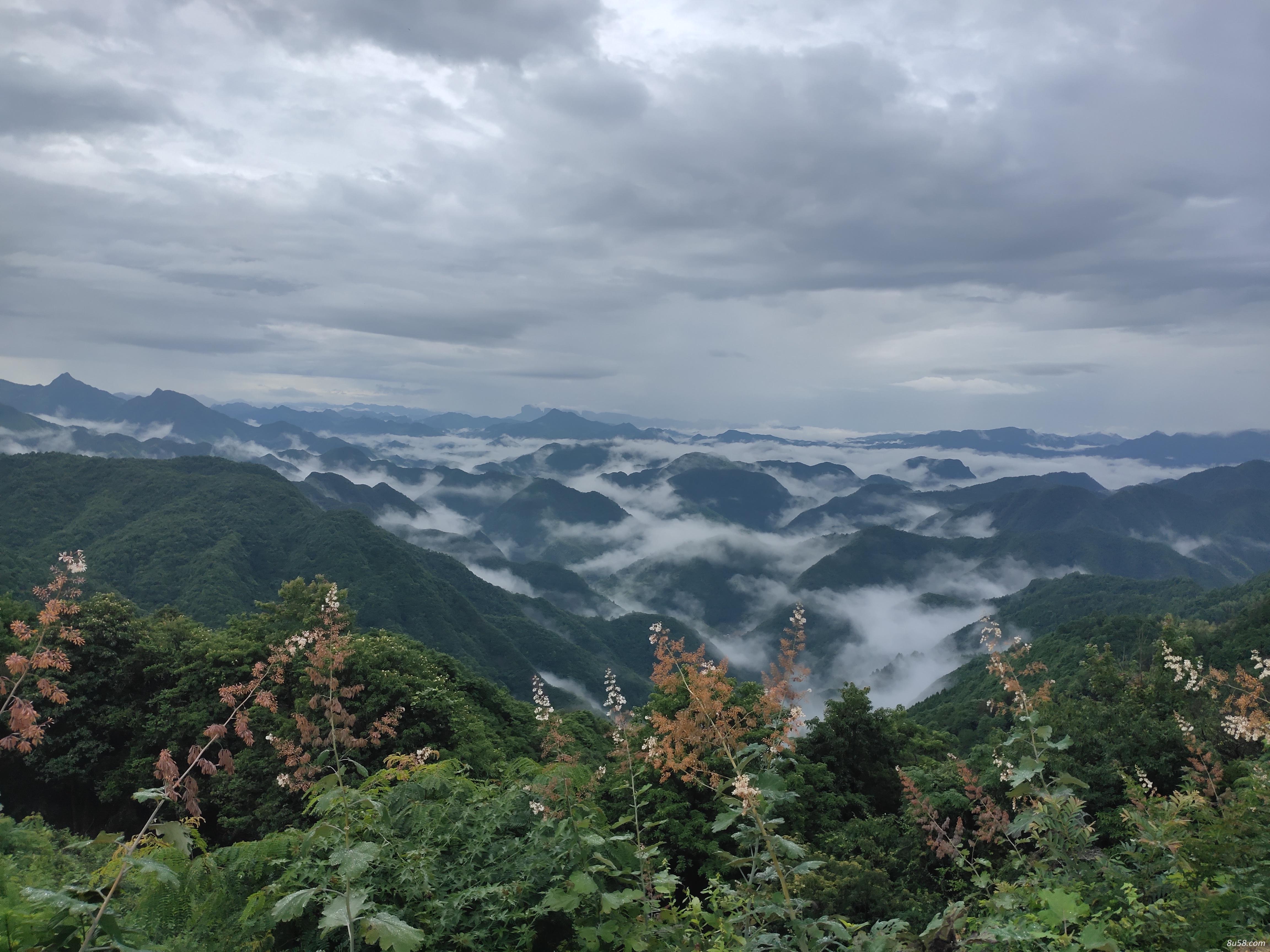 野生博落回