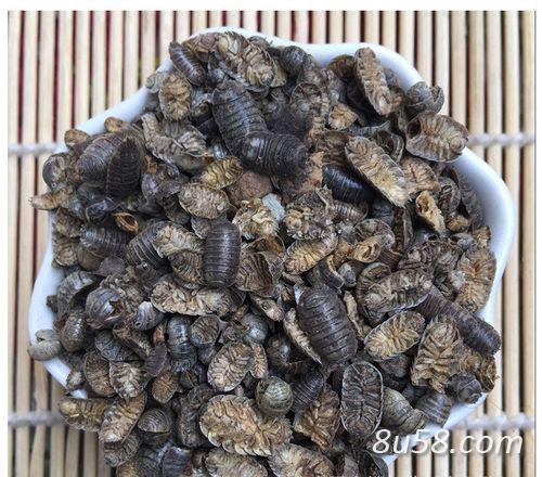 鼠妇出售