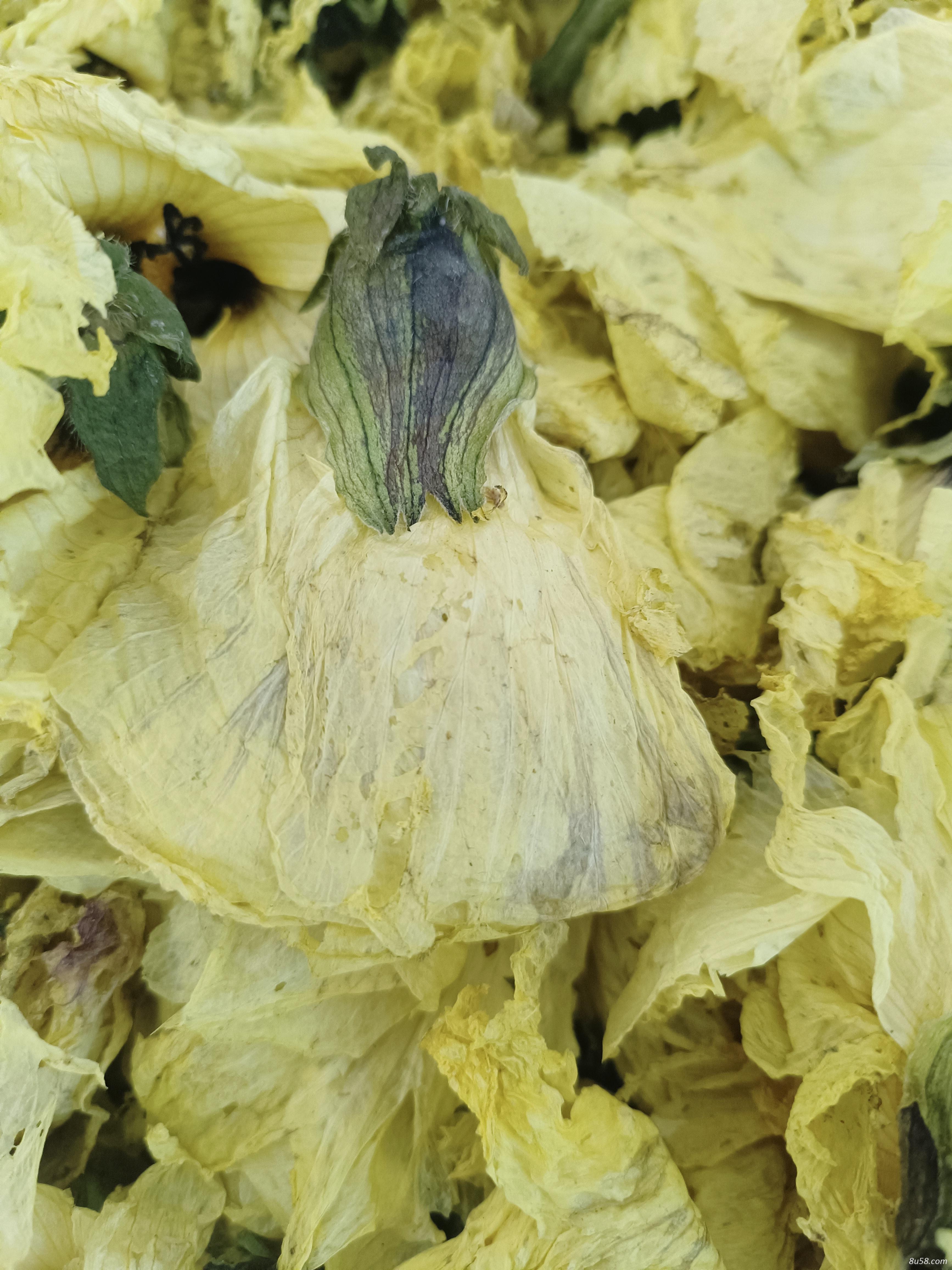 黄蜀葵花