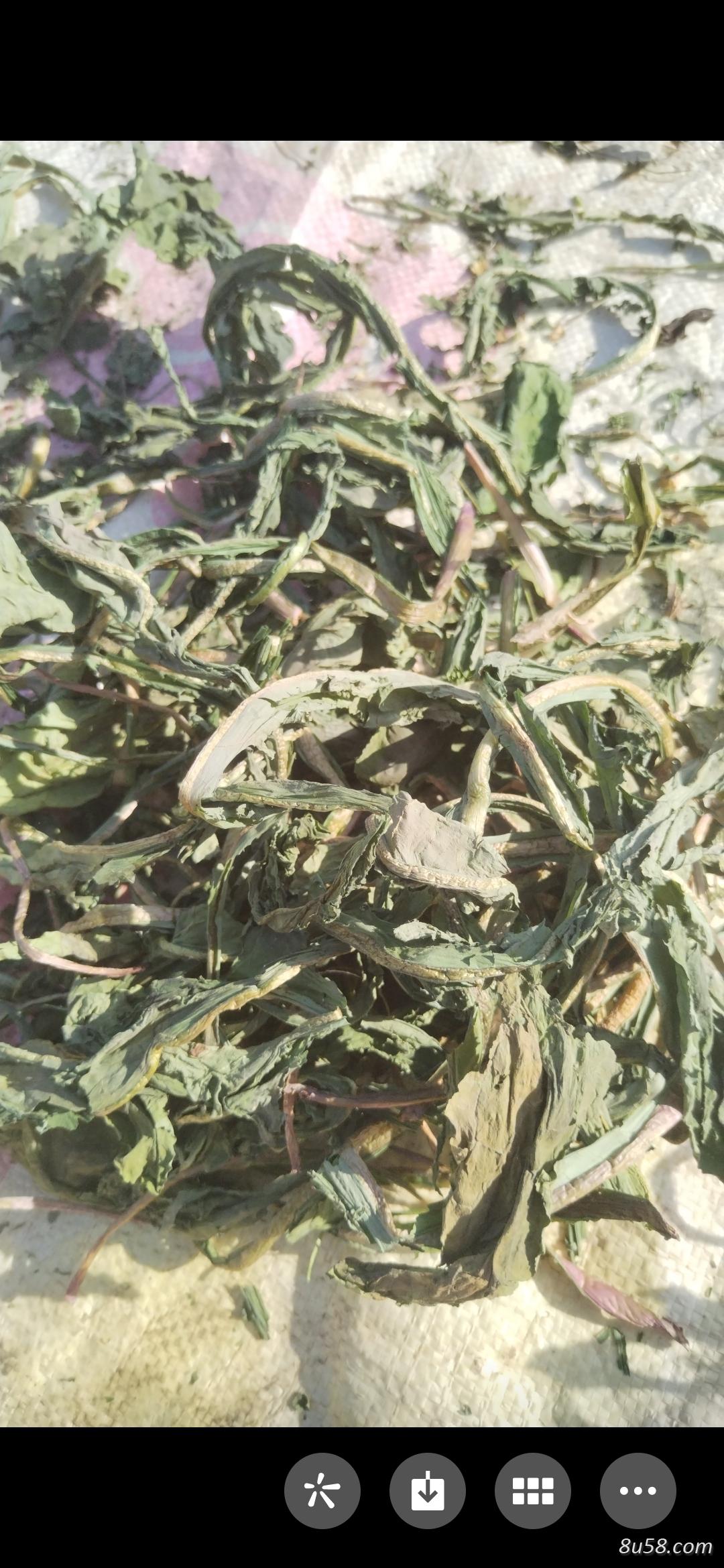 蒲公英品质好无农残